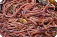 Wholesale compost worms